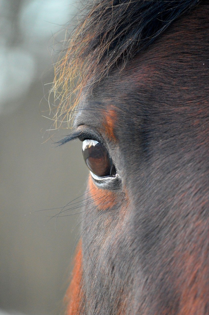 animal, horse, mammal, species, eye, nature, close up, eyelashes, head, horse head, brown, mane, horse eye, house horse, pallor, paddock, animals on the farm, stud, agriculture, ungulates, fauna, horse, horse, horse, horse, horse